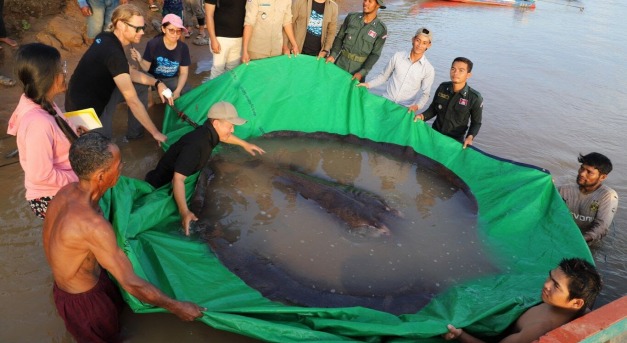 Mekongban akadt horogra a világ legnagyobb édesvízi hala